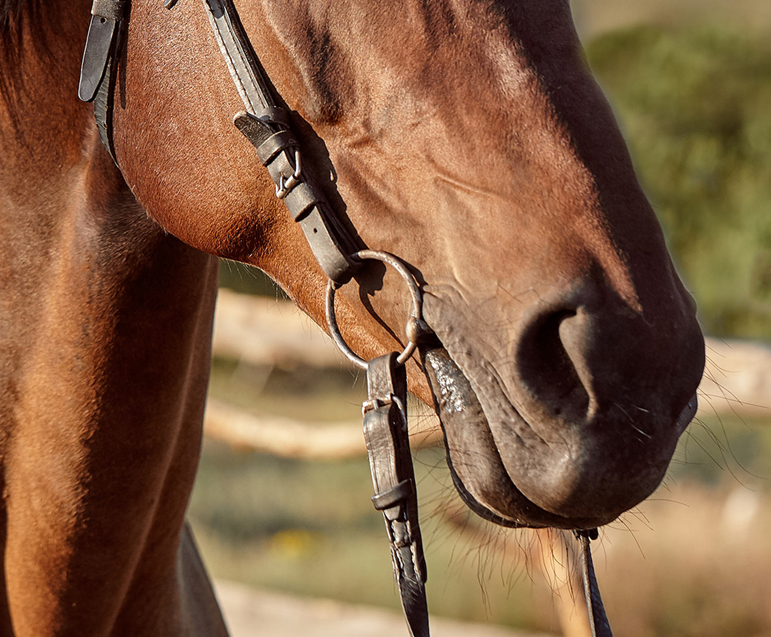 Guarnicioneria Juani